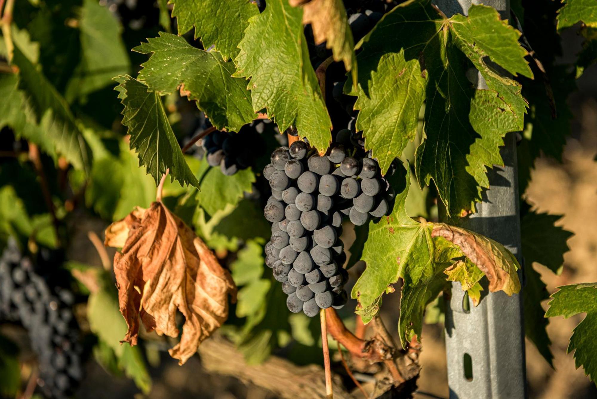 Agriturismo Le Tre Pietre - Podere Nel Chianti Quercegrossa Ngoại thất bức ảnh
