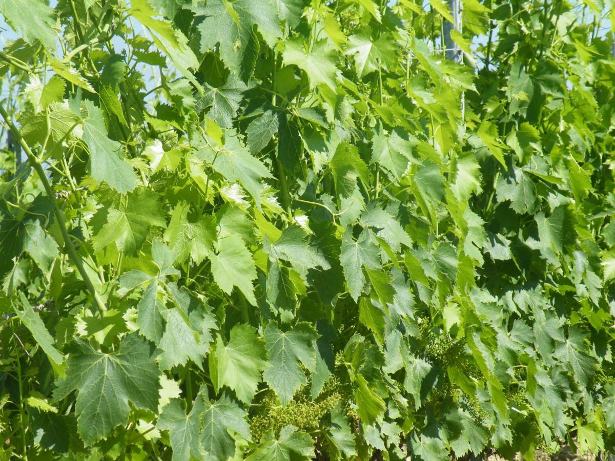 Agriturismo Le Tre Pietre - Podere Nel Chianti Quercegrossa Ngoại thất bức ảnh